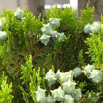 コノテヒバの花の投稿画像一覧 Greensnap グリーンスナップ コノテヒバの花の投稿画像一覧 Greensnap グリーンスナップ