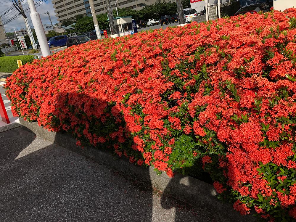 サンタンカの投稿画像 By Maru さん 花のある暮らしとご近所さんと植中毒と凄い 18月7月17日 Greensnap グリーンスナップ