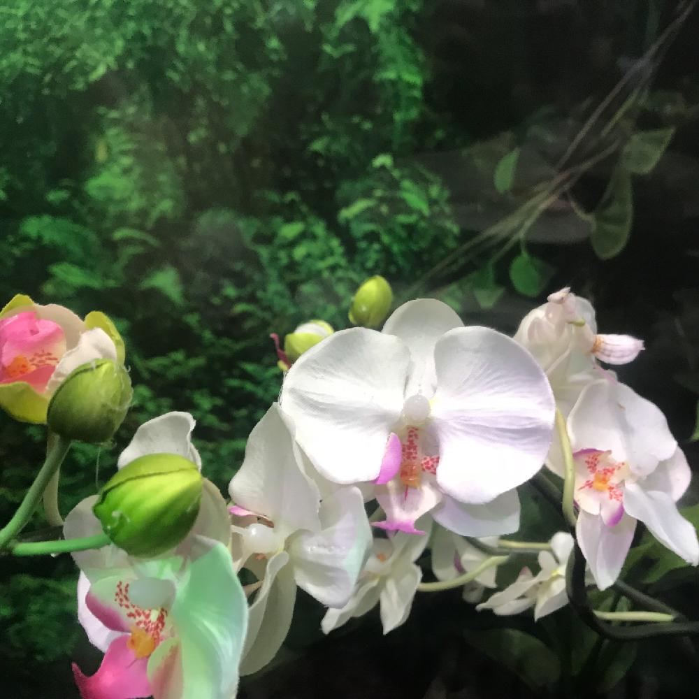 お出かけ先の投稿画像 By Pecopさん ハナカマキリとgs映えと水族館とgs日和とカマキリとサンシャイン水族館とハナカマキリ とgs映えと水族館とgs日和とカマキリとサンシャイン水族館 18月7月17日 Greensnap グリーンスナップ Greensnap グリーンスナップ