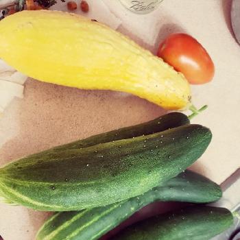 黄色のズッキーニの投稿画像一覧 Greensnap グリーンスナップ
