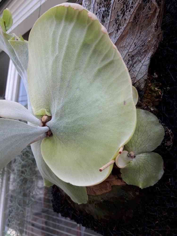 【すー品】ビカクシダアソート ビカクシダ ウィリンキーワイルドキャット×ベイチーワイルド