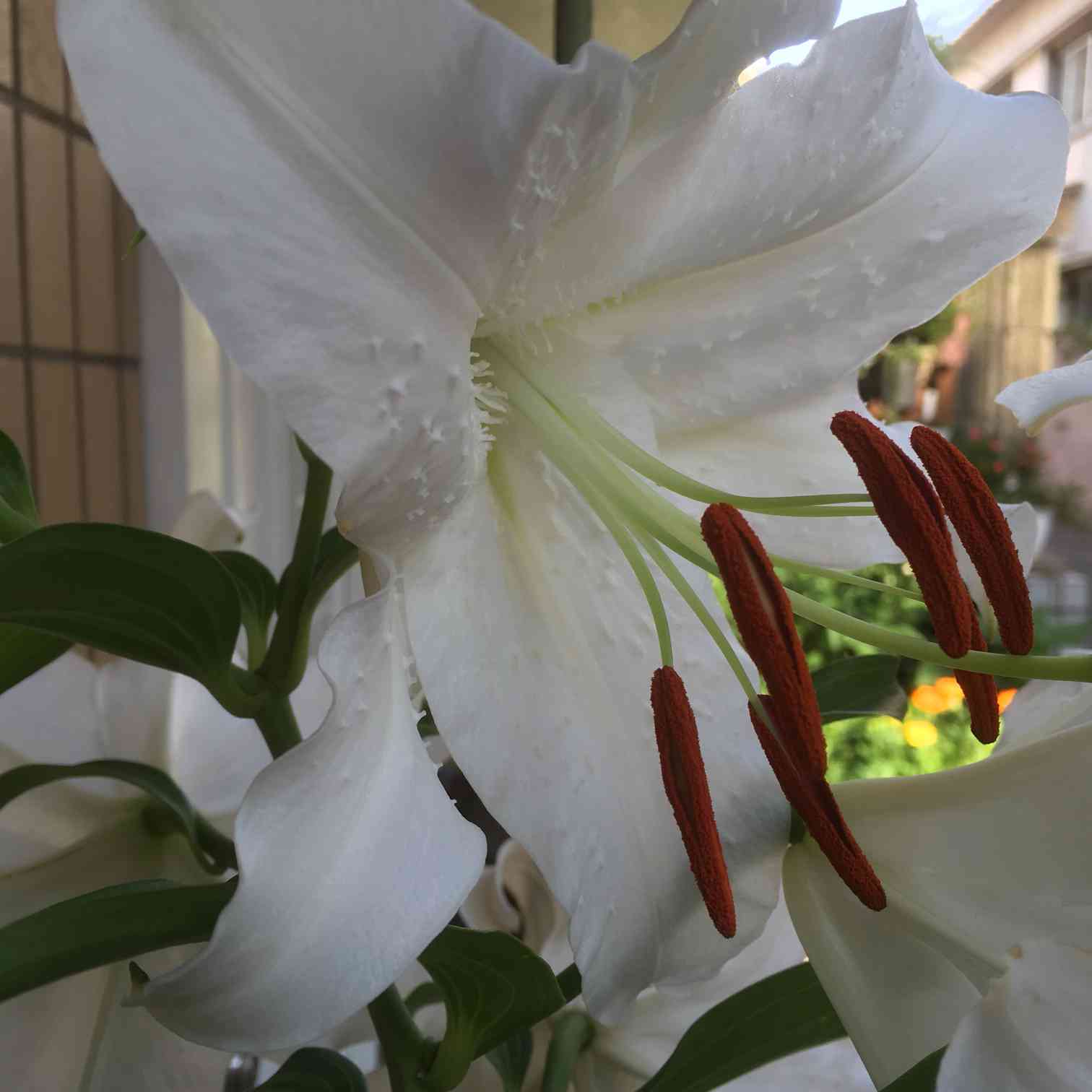 カサブランカ成長記録｜🍀GreenSnap（グリーンスナップ）