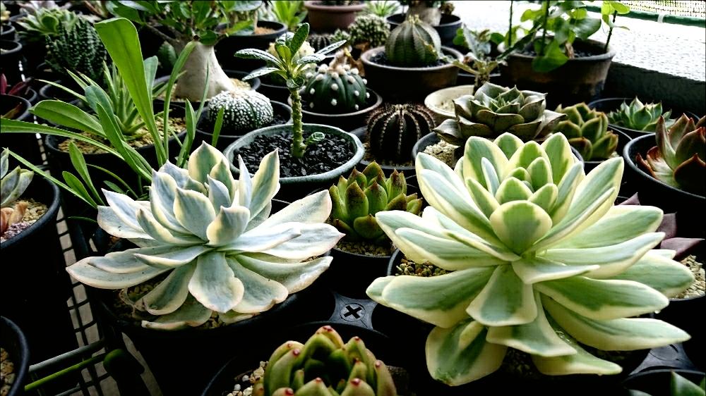 富士の投稿画像 By ひろさん モーニングライトとバルコニー ベランダと多肉植物と多肉男子と植物のある暮らしと植物男子と日照台とオロスタキス属と多肉 のある暮らしと植中毒とエケベリア属と我が家のガーデンと錦の多肉とベランダーと俺の多肉植物と多肉植物と多肉男子