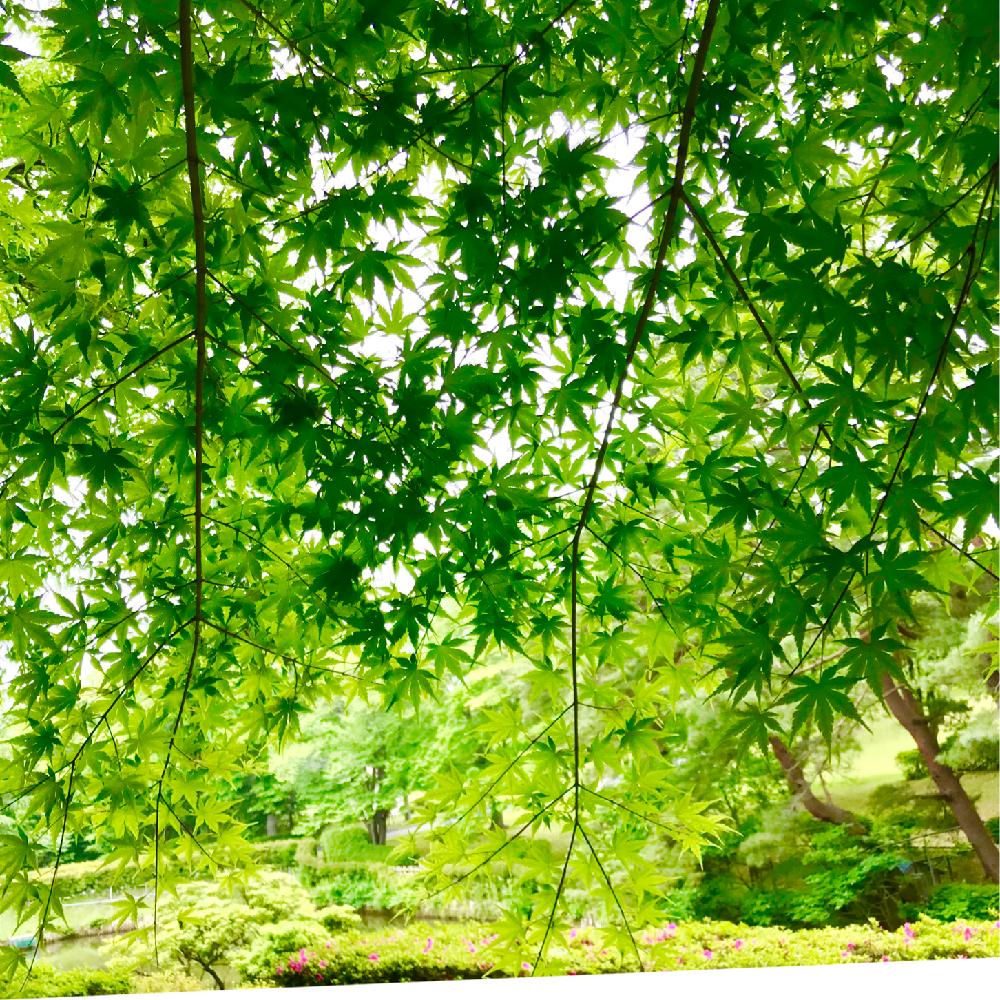 公園の木の投稿画像 By あい さん 夏のもみじとno Green No Life 18月7月18日 Greensnap グリーンスナップ