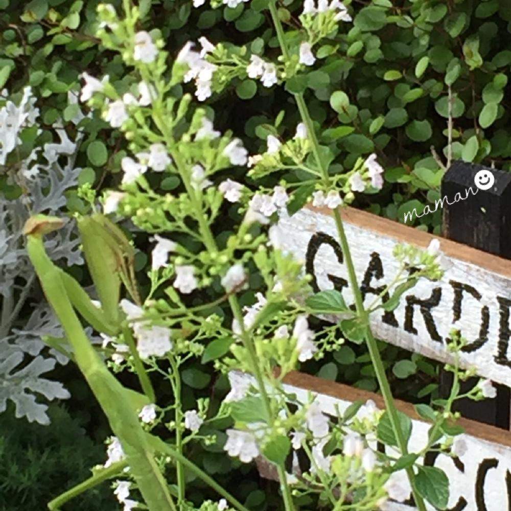 カラミンサの投稿画像 By ままんさん 庭の花と成長中とハーブのある暮らしとまだまだ初心者と可愛いとガーデニングと小さい花と花のある暮らしと白い花 18月7月18日 Greensnap グリーンスナップ