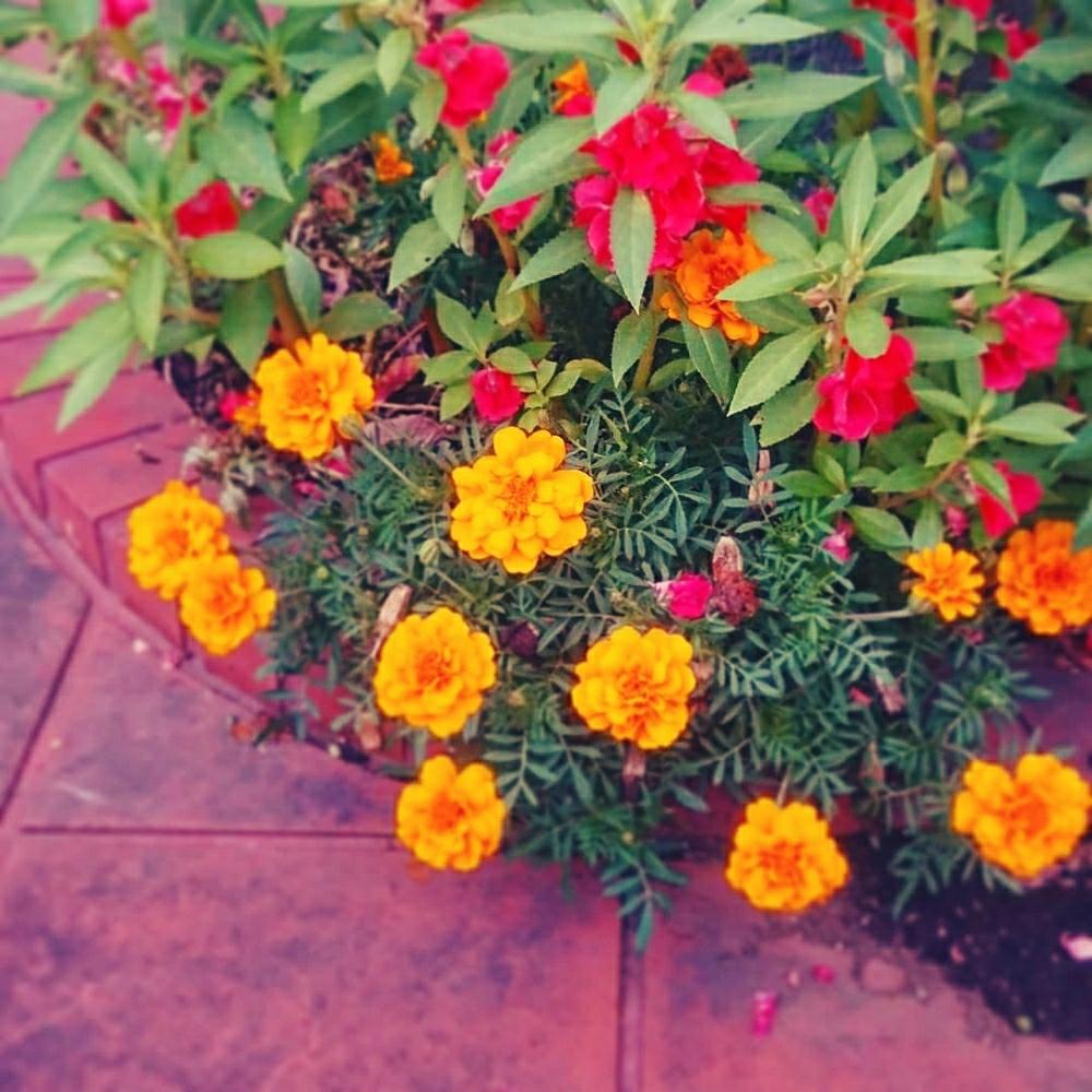 マリーゴールドの投稿画像 By Cherry Sageさん ホウセンカとお写んぽと道草と植中毒と綺麗と鮮やか と花のある暮らしとお散歩 18月7月18日 Greensnap グリーンスナップ