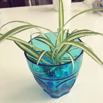 ジュエルポリマーの投稿画像一覧 Greensnap グリーンスナップ