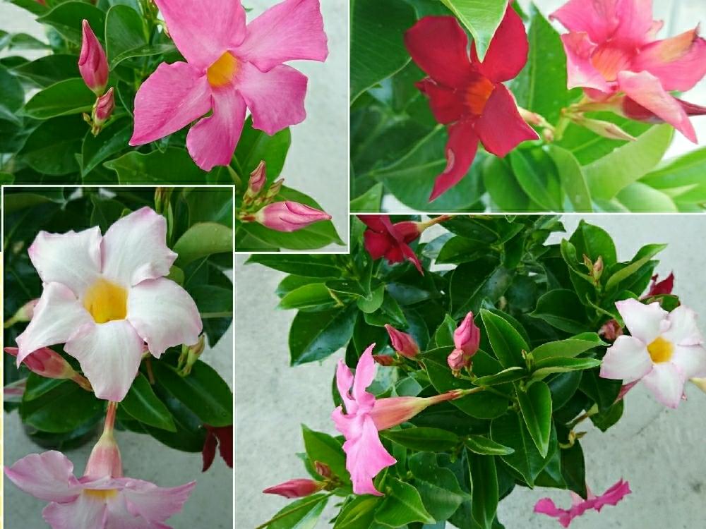 ピンクの花の投稿画像 By はるちっちさん 夏の花とつる性植物とマンデビラ と赤い花とお買い得品とガーデニングと本日お迎えと花のある暮らし 18月7月18日 Greensnap グリーンスナップ