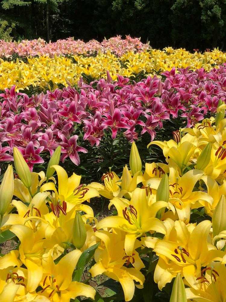 宮城県植物誌(宮城県植物誌編集委員会 編) / 古本、中古本、古