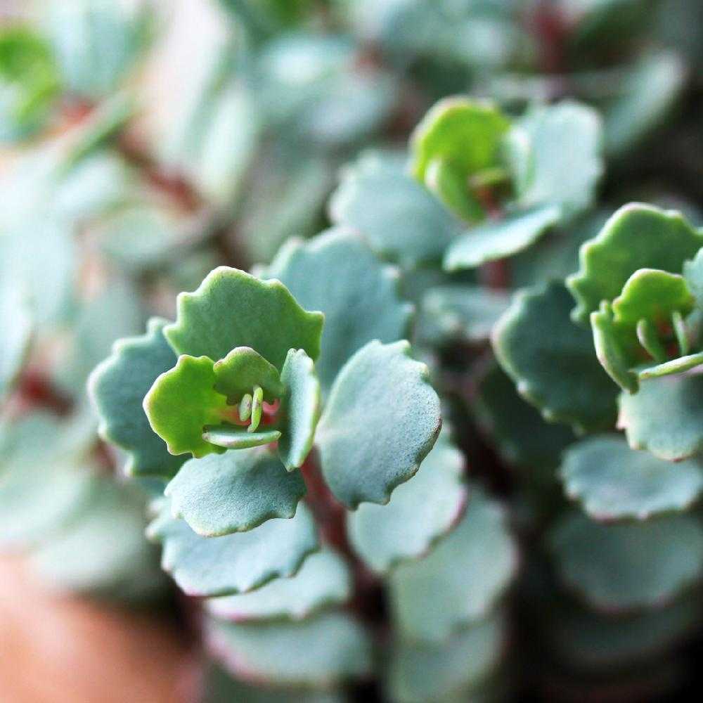 日高ミセバヤの投稿画像 By Leonさん ヒダカミセバヤと多肉中毒と多肉植物と多肉男子とノンフィルターと神奈川タニラーと多肉 のある暮らしとgs萎えとエンゲイ係数高めと今日の一枚と変態タニラーと本日の多肉と植物男子ベランダーと多肉バカとhylotelephium Cauticolaと