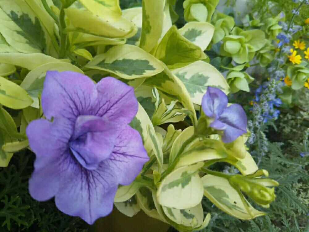 ペチュニア 八重 斑入りの投稿画像 By Reikoriseさん 小さい庭と植物大好きとgs映えと植中毒と八重咲きペチュニア と小さいお庭と大人な ペチュニアとゆるキャラ倶楽部と花のある暮らしと青い花マニアと青い夏と大好きペチュニア カリブラコア 18月7月18日