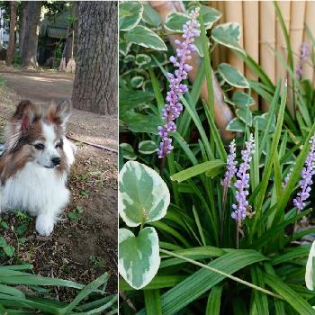 ヤブラン☆の画像 by BLANKAさん | お出かけ先と涼しげとヤブラン☆と神社とお散歩道と葉っぱと淡い色の花と緑の癒しとパピヨンと紫の花