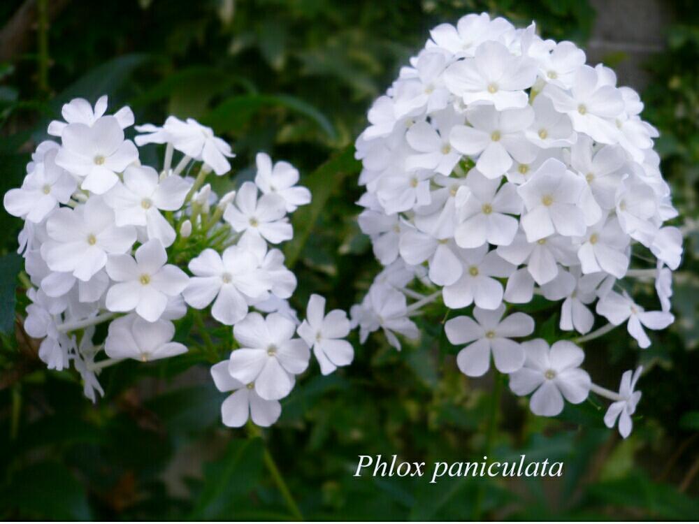 庭の宿根草の投稿画像 By ローレルさん 白い花とフロックス属と花のある暮らし 18月7月18日 Greensnap グリーンスナップ