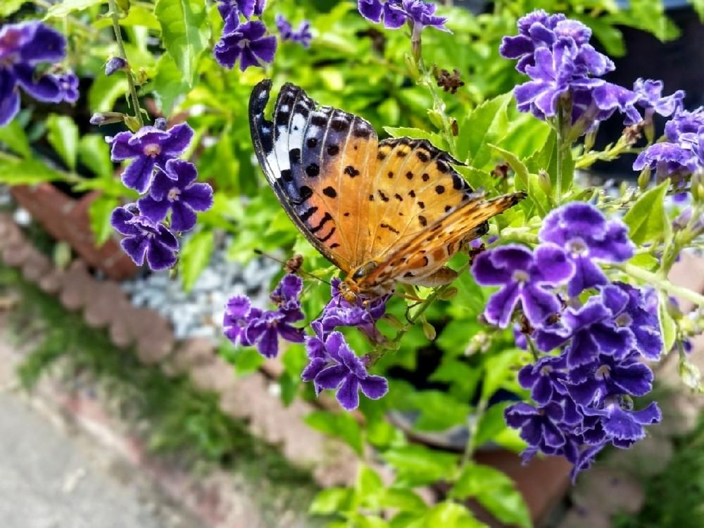 ジュランタ タカラヅカの投稿画像 By Lucky514さん 紫色の花と蝶々と魅力と花のある暮らし 18月7月18日 Greensnap グリーンスナップ