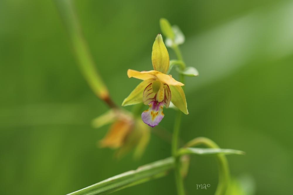 カキラン 柿蘭 の投稿画像 By まおさん ラン科とorchidと山野草と絶滅危惧種とgs映えとgs日和と今日の一枚と花のある暮らしと野生ラン 18月7月18日 Greensnap グリーンスナップ