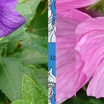 ムスクマロウ　宿根草の画像 by ポコアポコさん | 小さな庭とムスクマロウとムラサキの花とピンクの花とキキョウ٩(๑❛ᴗ❛๑)۶と花のある暮らしと北海道とムスクマロウ　宿根草