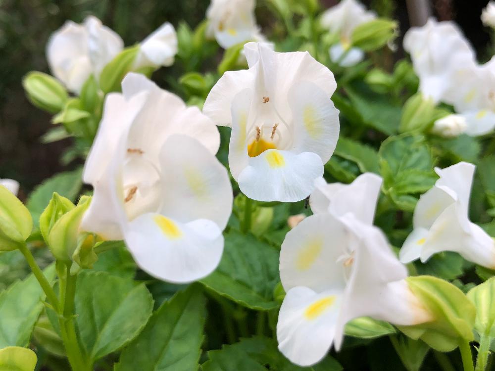 トレニアの投稿画像 By 和さん 玄関とトレニア と寄植えと花のある暮らしとかわいいと白い花とトレニア と寄植えと花のある暮らしとかわいいと白い花 18月7月18日 Greensnap グリーンスナップ Greensnap グリーンスナップ