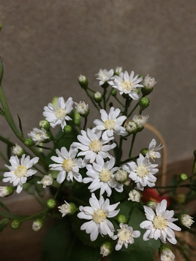 雪白柳葉友禅菊の投稿画像 By ちーこさん 綺麗とお花が好き と小さい花と花のある暮らしと晴れと白い花とかわいいな 18月7月18日 Greensnap グリーンスナップ