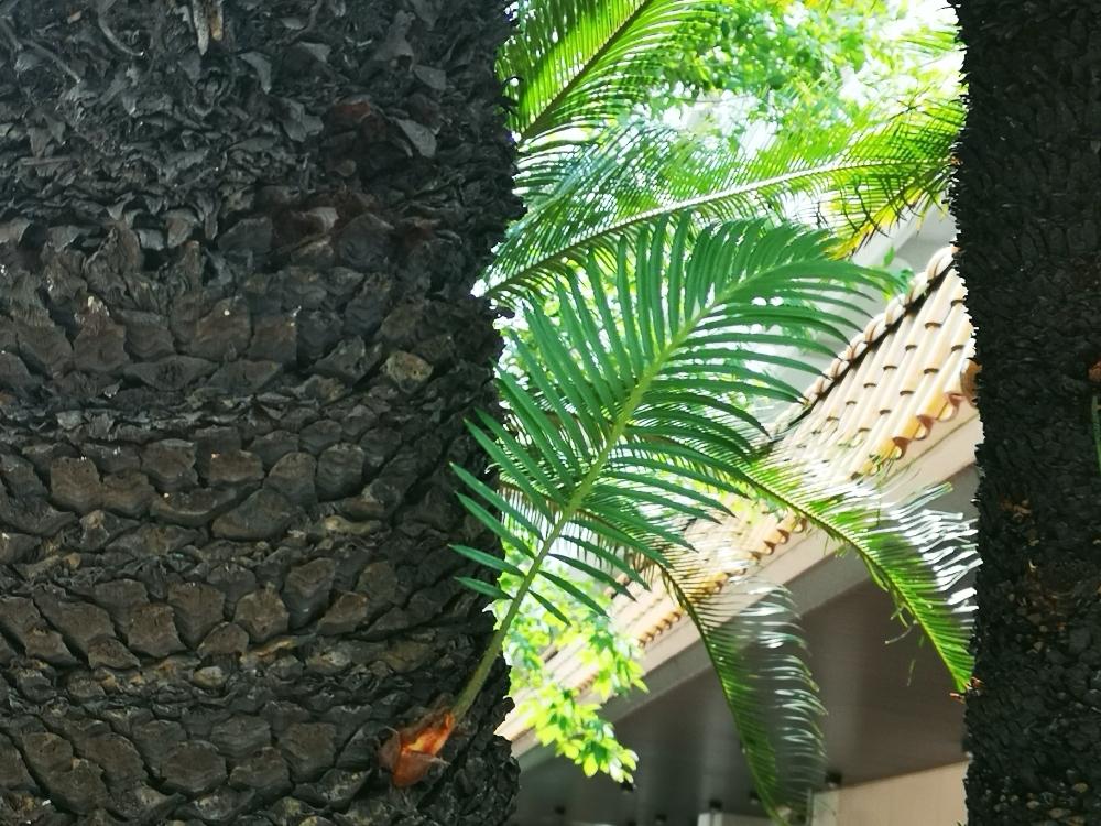 ソテツの投稿画像 By 蜂蜜密 Mimiさん 子株とかわいいな とno Green No Lifeと晴天の日 18月7月18日 Greensnap グリーンスナップ