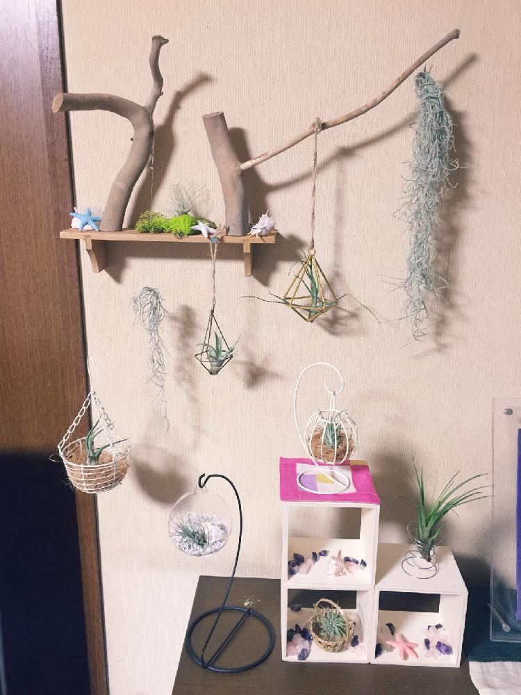 ハンギングバスケット コンテスト18の投稿画像 By 若葉マーク健二さん エアプランツと100均アレンジ 18月7月18日 Greensnap グリーンスナップ