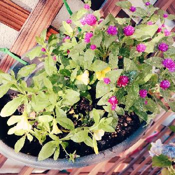 千日紅千夏の投稿画像一覧 Greensnap グリーンスナップ 千日紅千夏の投稿画像一覧 Greensnap グリーンスナップ