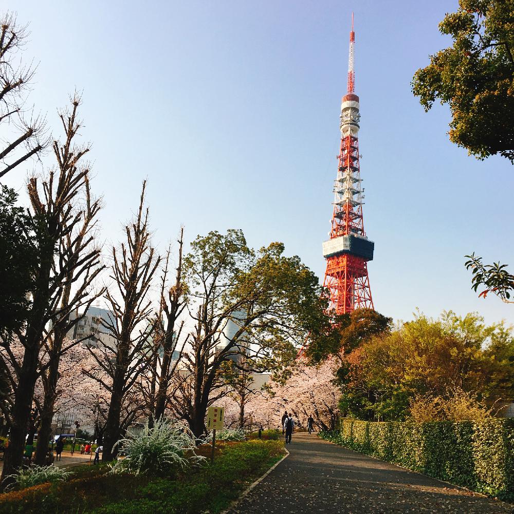 サクラ 東京タワーと芝公園の投稿画像 By ヒーちゃんさん 18月7月19日 Greensnap グリーンスナップ