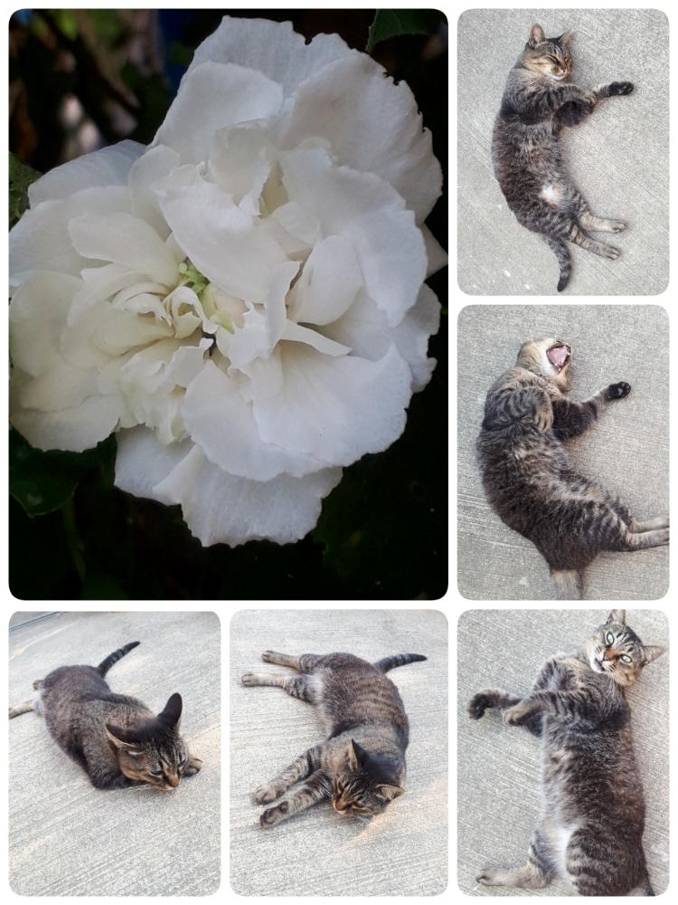 白のムクゲ八重の投稿画像 By Miiさん 花のある暮らしと植中毒と植物とタマ 18月7月19日 Greensnap グリーンスナップ