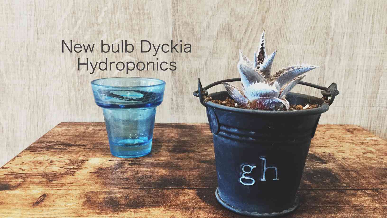 ディッキア レッドブル dyckia 子株 発根済み アガベ - メルカリ