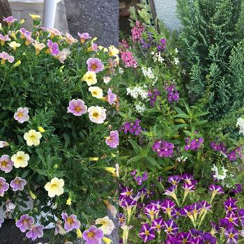 ムラサキのグラデーションの画像 by ごーちゃんさん | 玄関と猛暑酷暑とムラサキのグラデーションと今日のお花と花のある暮らしと暑いのに頑張ってると玄関前