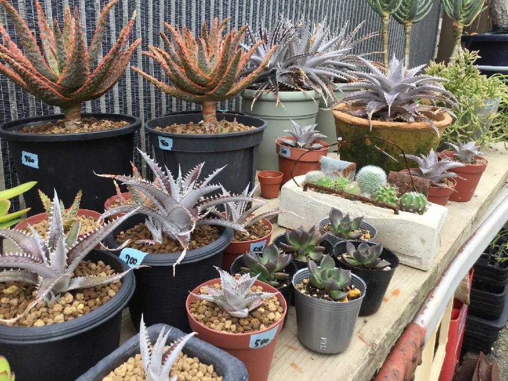 ⌘ディッキア子株の根出し「水耕編」｜🍀GreenSnap（グリーンスナップ）