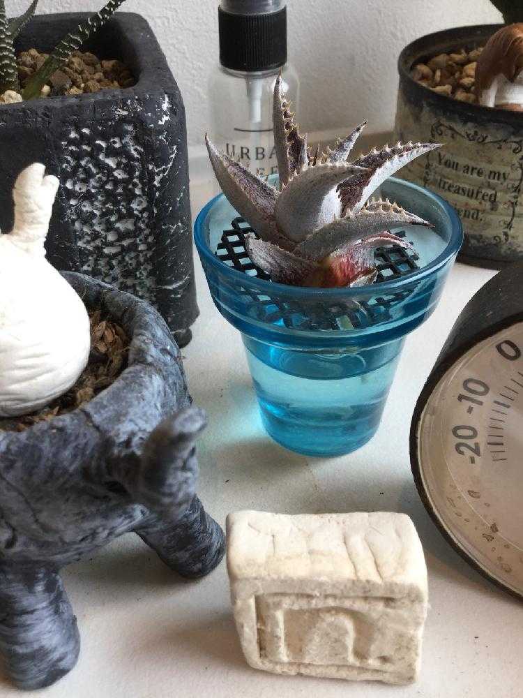 専用 ディッキア　発根済みカキ子 ディッキア Dyckia crystal boy 発根済みかきこ - メルカリ