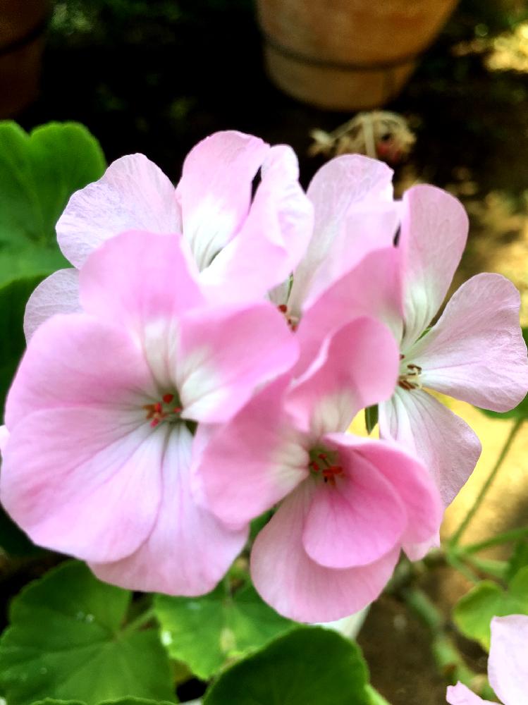 ピンクの花の投稿画像 By ちーさん 夏の花と鉢植えと花のある暮らしとガーディニングとピンクの花と夏の花と鉢植えと花のある暮らしとガーディニング 18月7月19日 Greensnap グリーンスナップ Greensnap グリーンスナップ