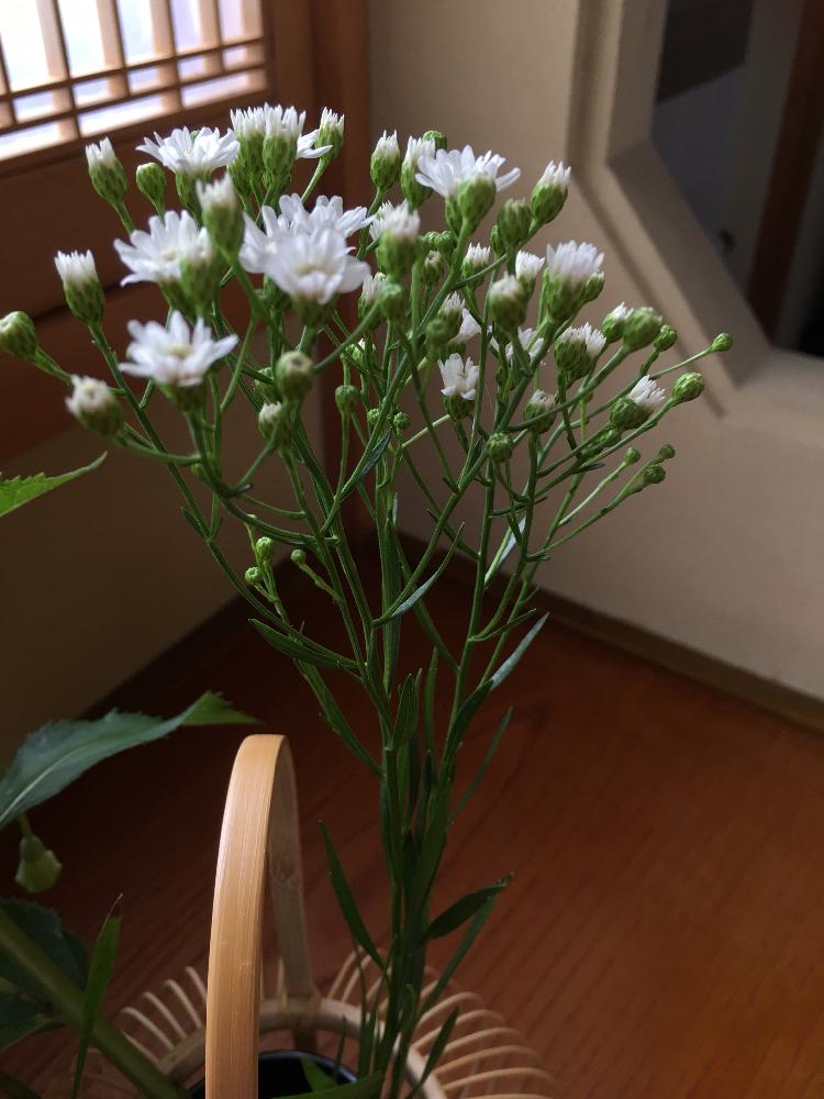 雪白柳葉友禅菊の投稿画像 By ちーこさん 綺麗と小さい花と花のある暮らしと白い花とかわいいな 18月7月19日 Greensnap グリーンスナップ