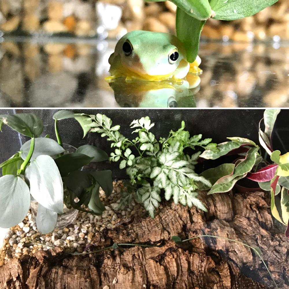 フィロデンドロンシルバーメタルの投稿画像 By パンサーさん エバージェミエンシスと水槽とエクスコエカリアピカラとプリテスとカエル 18月7月19日 Greensnap グリーンスナップ