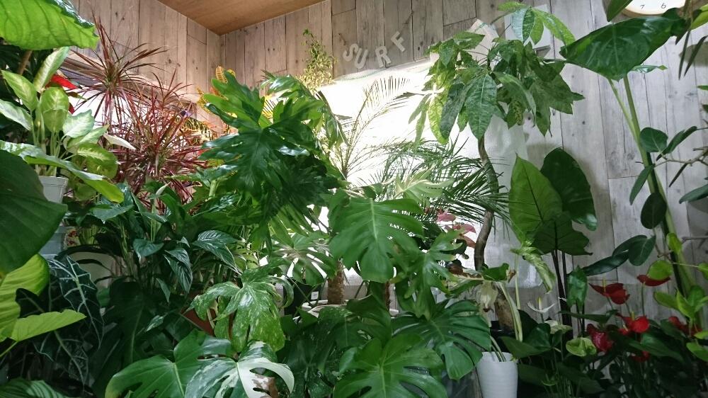 室内ジャングル化の投稿画像 By Kuanooさん わが家の観葉植物 と観葉植物 18月7月19日 Greensnap グリーンスナップ