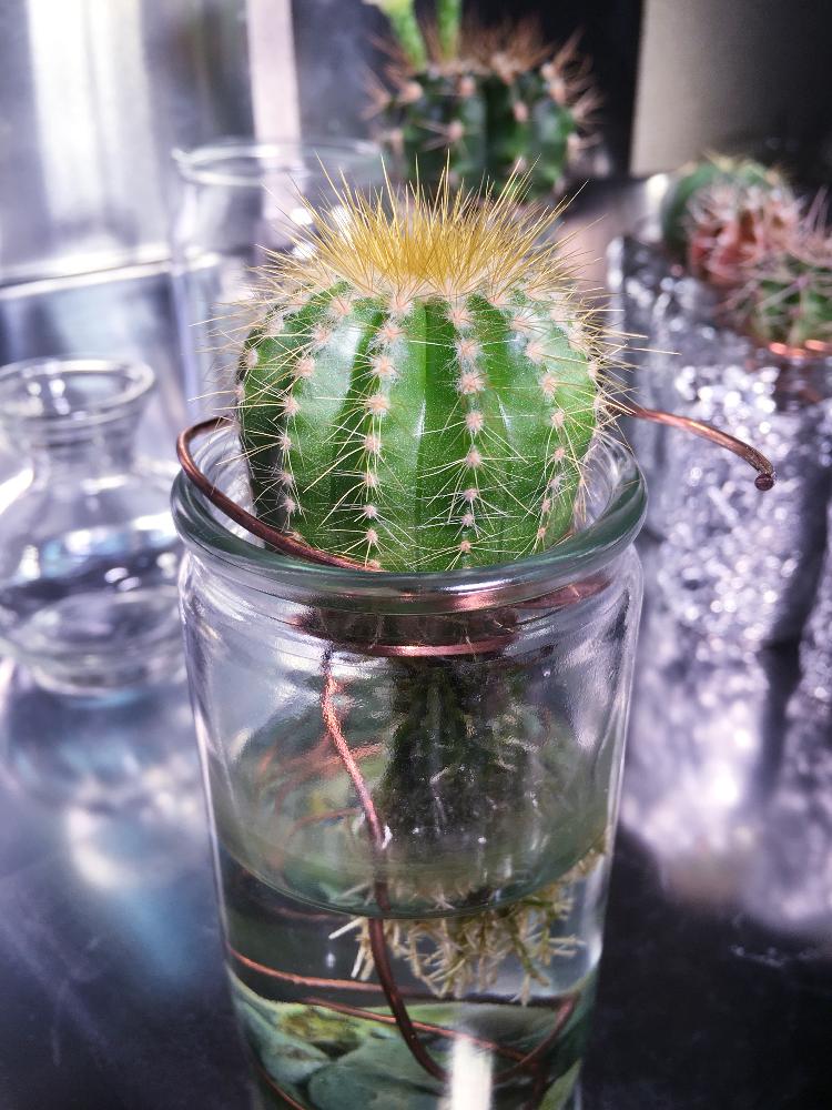 サボテンの投稿画像 By Neiranaさん 金晃丸とサボテン水耕栽培とサボテン科と多肉植物とエリオカクタス 18月7月19日 Greensnap グリーンスナップ