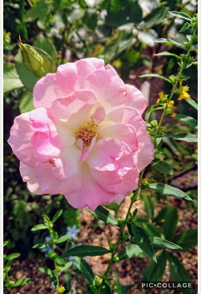 お花を楽しむの投稿画像 By のりりんの森さん オキシペタルムブルースターと夏の庭にてと大きくなってね と可愛いピンクとキラキラしてる と黄色のミソハギとฅ W ฅかわいいとお庭の花 たちと花のある暮らしと癒やしﾀｲﾑと開花中 とトキメキ とバラ マチルダ 18月7月