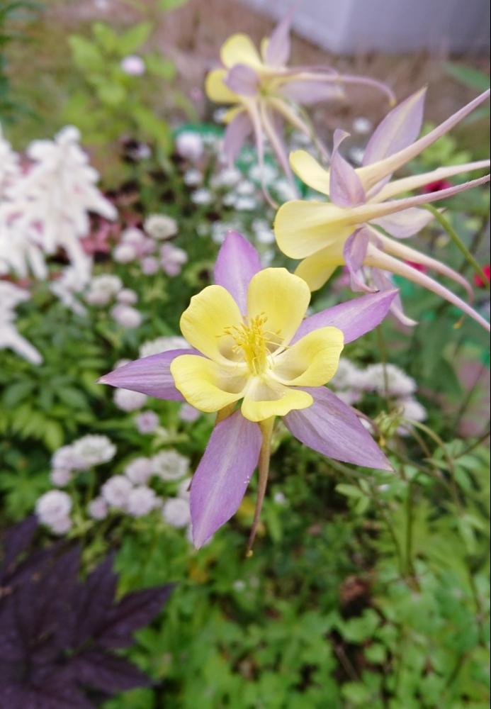 オダマキの投稿画像 By Atsuさん 越冬と庭 宿根草と黄色い花と花のある暮らしとかわいいと北海道と綺麗だなぁ 18月7月19日 Greensnap グリーンスナップ