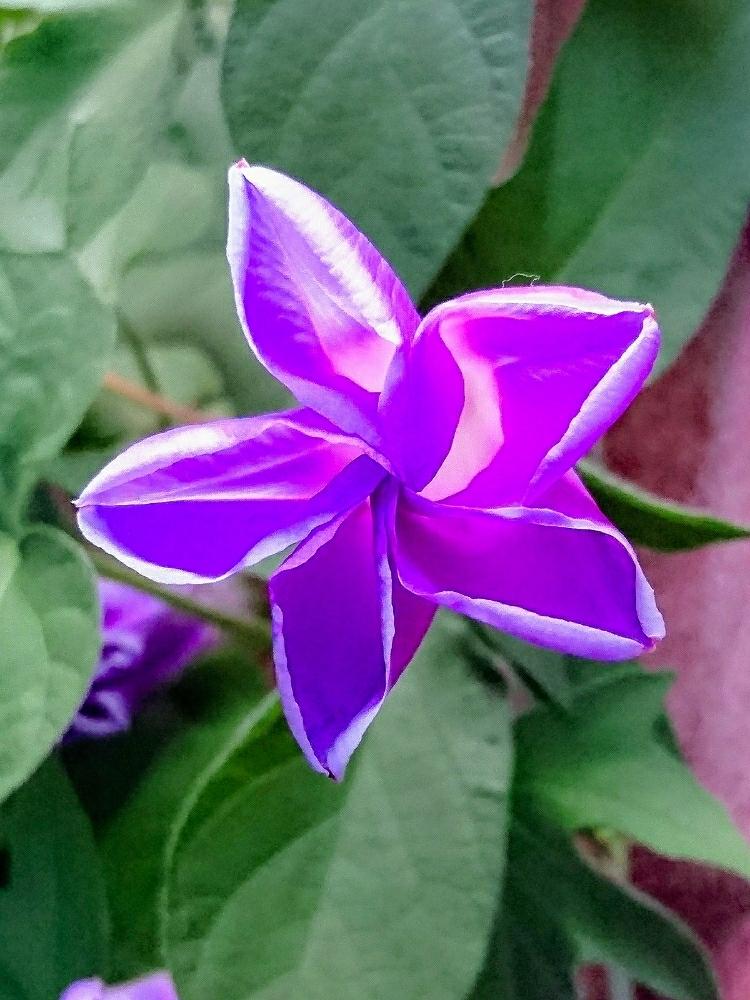 アサガオの投稿画像 By 流星さん ダジャレ王子 とhtcとマグマ大使と古今亭煎餅 とプリプリ王子とhtc No230とおっちゃん とエロ王子とせんべい王子 とありがとうとバカボンのパパと花咲じじい 18月7月日 Greensnap グリーンスナップ