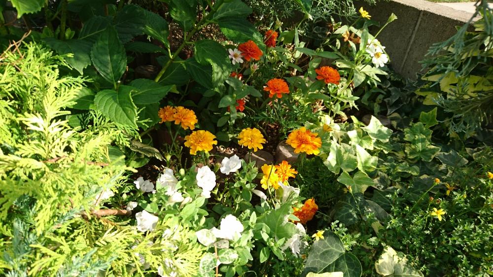 カラフルの投稿画像 By Miyabinecoさん マリーゴールド ときいろと花壇と夏に咲く花と花のある暮らしと白い花 18月7月日 Greensnap グリーンスナップ