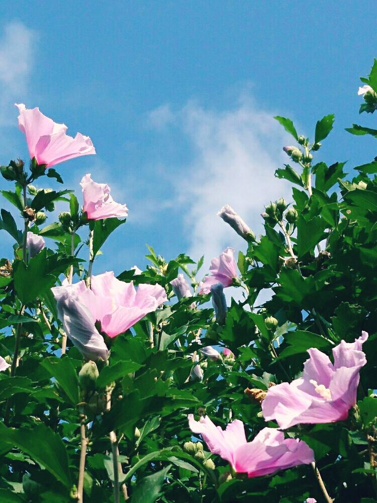 夏っぽいの投稿画像 By くっかぷうさん ピンクの花と大きな花と初心者と散歩道とピンクのお花と花のある暮らしとお花のある生活とお散歩 18月7月日 Greensnap グリーンスナップ