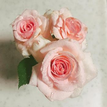 エルミタージュの投稿画像一覧 Greensnap グリーンスナップ