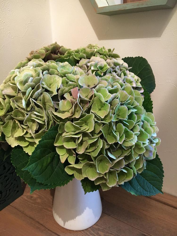 玄関の投稿画像 By Naoさん 暑さに負けないとドライフラワーとアンティークとアンティークカラーと癒し空間とアジサイ 紫陽花 とマジカルレボリューションとインテリアグリーンと暑さに負けないとドライフラワーとアンティークとアンティークカラーと癒し空間とアジサイ