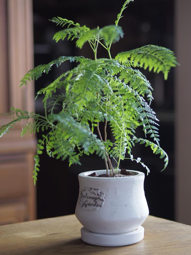 ジャカランダの投稿画像 By Hakkaさん 部屋と植物と癒しと観葉植物と植物のある暮らしと植物と癒しと観葉植物と植物のある暮らし 18月7月日 Greensnap グリーンスナップ Greensnap グリーンスナップ