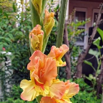 グラジオラス☆の画像 by BLANKAさん | お出かけ先と鮮やかなとオレンジ色の花とグラジオラス☆とお散歩道と華やかと花のある暮らし