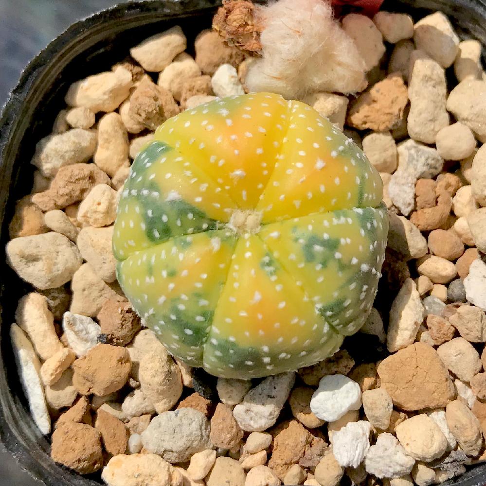 アストロフィツム 斑入り Bhinternalmedicine Com