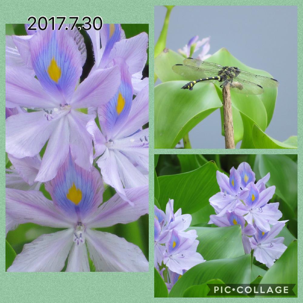 花と虫と風と空とさんの投稿画像 18 07 23 52 0 Greensnap グリーンスナップ Greensnap グリーンスナップ