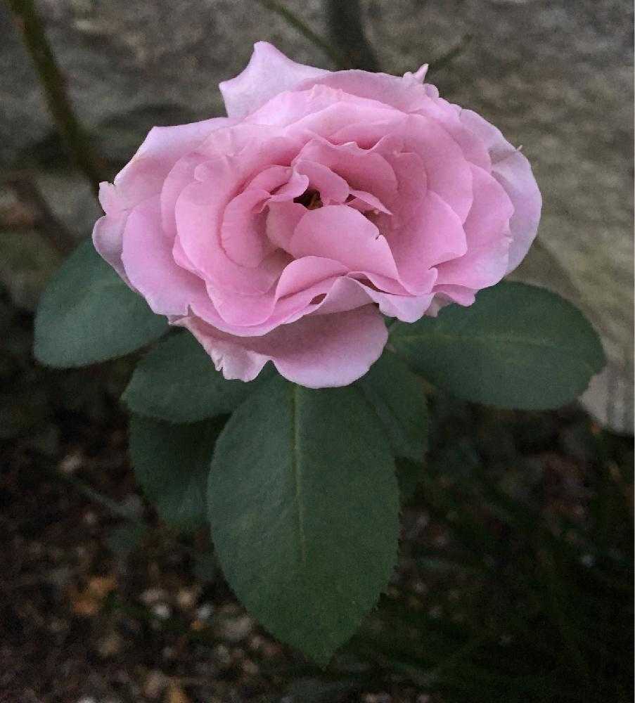 ブルームーン 木立薔薇 の投稿画像 By 自然農法バラ栽培 Natural Farming Rose Cultivationさん 薔薇のお手入れと木立バラとbeginner Rose Lessonとブルームーン と新米ロザリアンと薔薇の夏バテと薔薇を楽しむと無農薬と夏バテさせない工夫と薔薇の初心者教室と花の