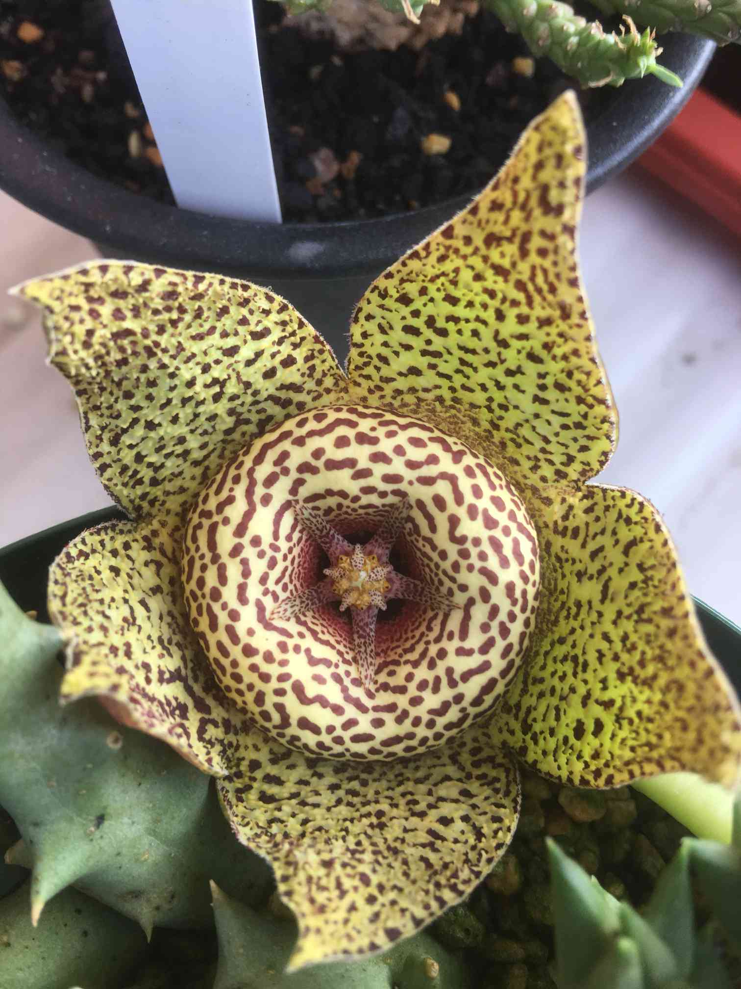 ガガイモ ナマクエンシス黄金牛角①