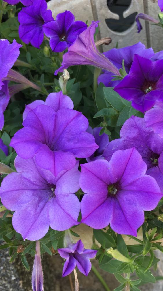 ペチュニア ブルームーンの投稿画像 By 花が好きさん いつも笑顔で と きれいに咲いた コンテストとありがとう と花 のある世界 といい感じ と紫系好きです とガーデニングと花のある暮らしと花が好きです といい香りに包まれてと癒される